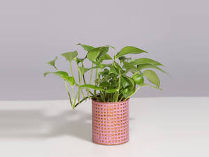 Maceta de jardín de forma redonda de la mejor venta en cobre con acabado de color rosa para exhibición de flores en interiores y exteriores al mejor precio - Product Image 5