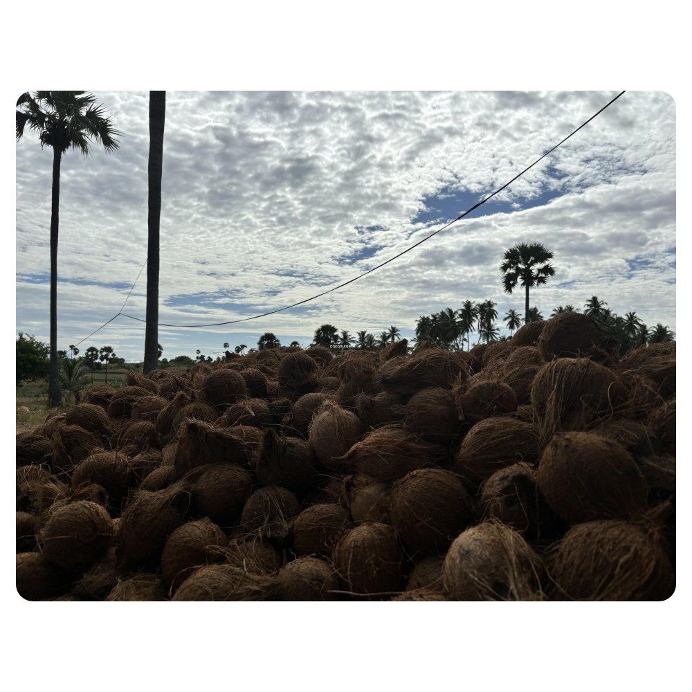 coconut husk shell