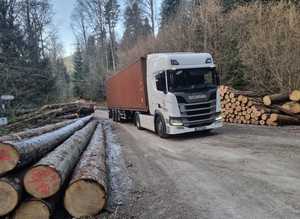 Troncos de Haya de Entrega Rápida, Resistentes al Agua, Ecológicos, con Garantía de por Vida, para Muebles, Construcción y Proyectos al Aire Libre, Madera Aserrada - Product Image 5