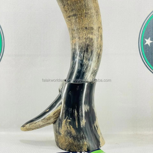 Véritable corne de boeuf grande taille vache boeuf Viking corne à boire Simple personnalisé forme naturelle poli bière corne de vin nautique par FWE - Product Image 4