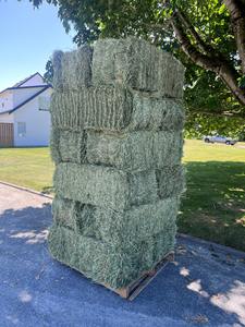 Alfalfa para la alimentación de animales para ganado vacuno y otros animales de granja gran calidad del fabricante alfalfa heno para la venta - Product Image 5