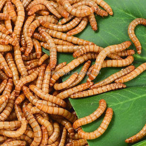 Turtle Feed Breadworms Seco Fornecimento a Granel Rico em Cálcio para Animais Aquáticos - Product Image 5