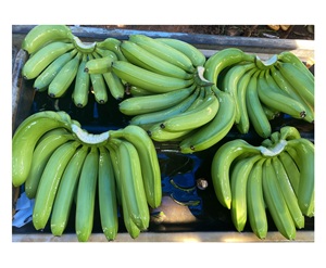 Asia Farm Agriculture Fresh Green Cavendish Bananas 13kg Cartón con etiqueta de Exportación personalizada para exportación mundial - Product Image 1