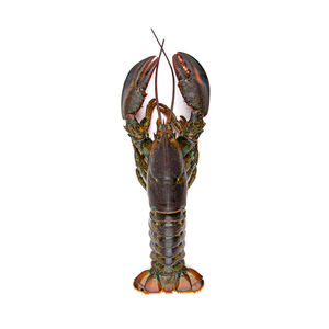 Homard entier cru canadien de qualité export, surgelé UHP, en stock pour les canaux de revente en gros - Product Image 4