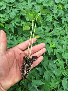 Bloques de plántulas de musgo de turba báltica Sustrato de propagación especializado para frutas, bayas y plantas jóvenes - Product Image 3