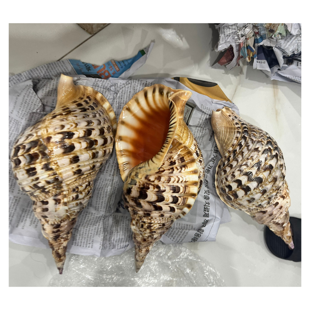 Polished Triton Trumpet Conch Shells Queen Shell for Instrument Decor - Top Frog Murex Seashells  From Vietnam