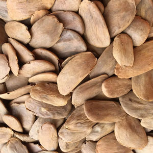 Graines et poudre de Picralima Nitida/Akuamma, produit agricole de qualité supérieure - Product Image 1