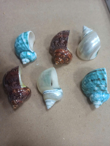 Anillo para Servilletas con Diseño Exótico de Vietnam, con Caracoles y Conchas Marinas, para Decoración de Comedor de Casa de Playa y Estilo Marítimo - Product Image 2