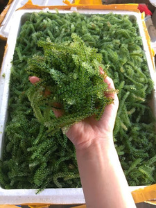 MEILLEUR PRIX des RAISINS DE MER LATOK // RAISINS DE MER SÉCHÉS DU VIETNAM /Mme. Shyn - Product Image 6