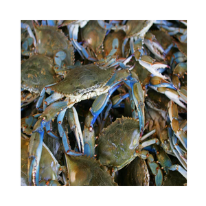 Cangrejo de Barro Congelado Entero 10 kg Proveedor de Portugal - Product Image 3