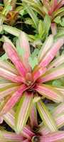 Bromelia Ruborizada, Planta de Flor Fresca Cortada, 20cm, Origen Ecuador, Huertos Del Ecuador, Guayaquil