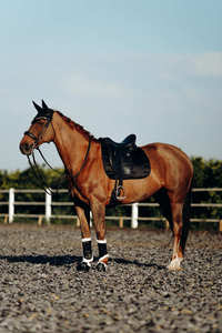 Tapis de Selle de Dressage Noir Quilting Carré Euro Cavall Tapis de Selle 2025 - Product Image 4