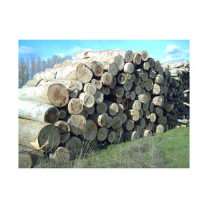 Grumes de peuplier de haute qualité à vendre en vrac à des prix compétitifs - Product Image 5