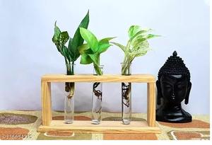 Vase en bois avec tube en verre Look moderne de haute qualité Finition naturelle Vase en verre en bois Décor élégant et chic Tube en verre - Product Image 5