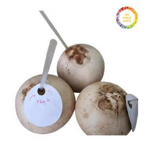 Natural dulce fresco joven Coco Vietnam exportación diamante forma pulida superficie 0,7-1,2 kg para proveedor mayorista - Product Image 5