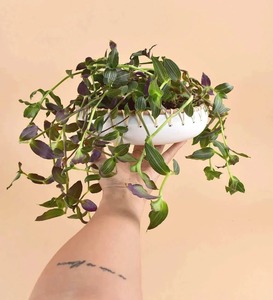 ชามตกแต่งอาหารทำจากไม้ไผ่และหวายเป็นมิตรกับสิ่งแวดล้อมสินค้าจากเวียดนามขายส่ง - Product Image 6