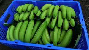 Banane verte Cavendish fraîche de qualité vietnamienne à vendre Logo personnalisé du Vietnam à des prix compétitifs pour l'exportation - Product Image 5