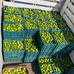 Citrons verts et jaunes frais, cultivés naturellement, fruits de citron de haute qualité en gros - Product Image 4