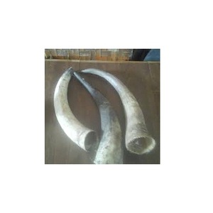 Único par de cuernos de búfalo último soporte cuadrado de latón y madera hecho a mano brillante par de cuerno de búfalo pulido al mejor precio - Product Image 3