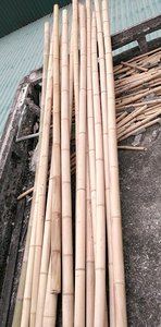 Bambú natural Poste recto Cañas de bambú del bosque Patria Árbol de bambú grande 300cm del proveedor de Vietnam - Product Image 6