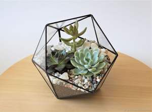 New Irregular Geometric Terrarium Brass Glass Succulent Glass Terrarium Box <b>Display</b> Black Finished Home & Garden Decor - Product Image 2