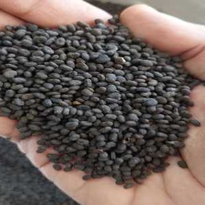 เมล็ดพืช Psoralea corylifolia สมุนไพรรากหญ้าอินเดีย - Product Image 3