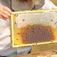 100% fond de teint en cire d'abeille naturelle Pure Quality Layens Size Range feuilles de cire d'abeille pour les apiculteurs