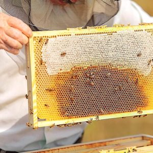 100% sáp ong tự nhiên nền tảng chất lượng tinh khiết layens Kích thước phạm vi sáp ong Sheets đối với người nuôi ong sáp ong tổ ong - Product Image 5