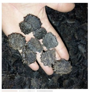 SEMILLAS SALVAJES GAC/CURACIÓN NATURAL/LIMPIA Y PURA - Product Image 3