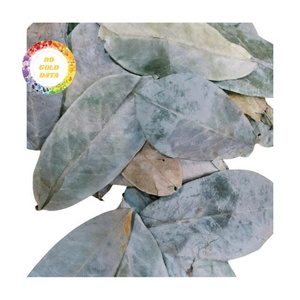 Hojas de Guanábana secas orgánicas de Vietnam, producto de hoja tropical ecológica para exportación y suministro a granel - Product Image 2