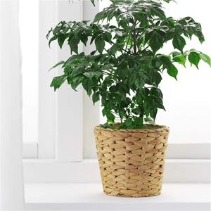 Cestas tejidas para macetas, de la más alta calidad, hechas de jacinto de agua. - Product Image 4