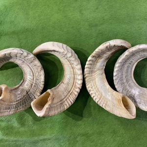 Shofar de cuerno de oveja Natural superventas para soplar y propósito religioso Shofar kosher de tamaño personalizado pulido - Product Image 5