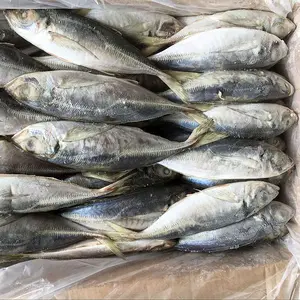 冷冻鱼太平洋鲭鱼罐装冷冻鲭鱼