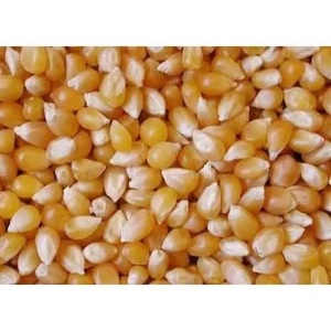 Grains de maïs doux séchés jaunes non-glutineux, procédé AD, 25 kg pour la transformation alimentaire et l'alimentation animale - Product Image 2