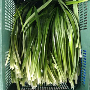 EXPORTACIÓN AL POR MAYOR DE HOJAS PANDAN CONGELADAS CON AROMA TROPICAL Y COLOR VERDE FRESCO - Product Image 5