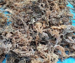 Dried Sea Moss Dried Eucheuma Cottonii <b>Seaweed</b> Sea Moss Cottonii Dried Chondrus Crispus No Salt Moss Wildcrafted From 99GD - Product Image 6