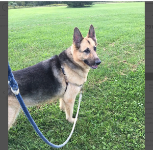 5ft Multi-colored Braided Ombre Cotton Rope Dog <b>Leash</b> Customized Colored Cotton Rope Handmade Dog <b>Leash</b> <b>Pet</b> <b>Leash</b> Set - Product Image 2