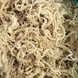 Vietnam Cottonii Algues Opale Marée Cuisine Séchée Au Soleil Océan Frais Usage Culinaire Approvisionnement En Vrac Exportation Directe Qualité Commerce Mondial Mer - Product Image 1