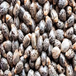 Graines de Ricin Biologiques (Ricinus Communis) - Durée de Conservation de 24 Mois Origine Belgique pour Consommation Humaine - Product Image 2