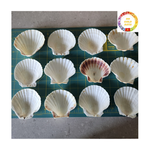 Exportación de Vietnam, conchas marinas de vieira naturales, conchas blancas grandes, accesorios decorativos para exhibición de alimentos y decoración de fiestas - Product Image 3