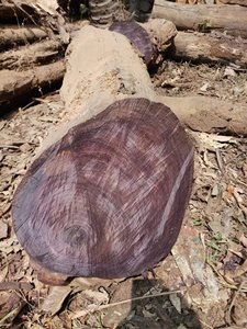 High Quality Tali Round <b>logs</b> and Square <b>Logs</b> Factory Direct Supply of Teak Pine Oak Hardwood Acacia Wood Frame - Product Image 6