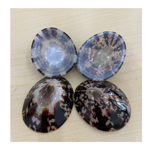 Vietnam 99 Gold Data Exports Limpet Shell pour l'affichage de table et les conceptions côtières utilisant une coquille de limpet naturelle - Product Image 6