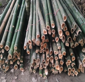 Natural <b>Bamboo</b> Poles, Eco-Friendly Support Garden Stakes 6ft, Diameter of 5/8 Inches for Construction <b>Fence</b> Garden at Wholesales - Product Image 5