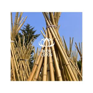 MEILLEUR CHOIX Piquet en bambou de qualité supérieure pour une ambiance gastronomique raffinée et un support fiable pour les événements de grand ouverture - Product Image 1