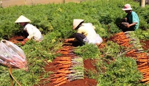 Récolte de carottes fraîches de Da Lat marchandises pour l'exportation avec de grandes quantités prix bon marché - Product Image 6