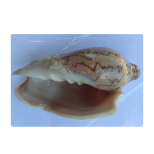 Cymbiola Nobilis Caracol Seashell Adorno artesanal natural hecho a mano para casas costeras y decoración ecológica - Product Image 3