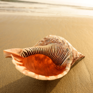 Carcasa de trompeta Triton de Vietnam (Charonia tritonis) para coleccionistas al por mayor - Product Image 6