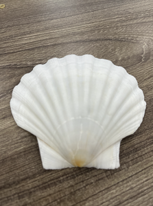 Scallop Shell utilizado para la exhibición de alimentos Buffet Configuración Evento Catering y requisitos de embalaje de regalo - Product Image 2