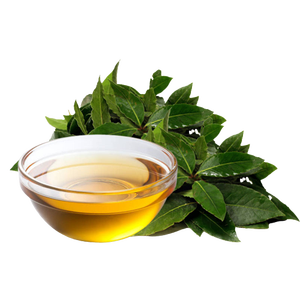 Aceite esencial de hoja de laurel natural de alta calidad más vendido de 2022 puro multiusos con árbol de té fabricado en la India a precios bajos - Product Image 2