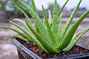 NUTRIENTE DENSO ALOE VERA CONGELADO CON ETIQUETA LIMPIA Y PUREZA A BASE DE PLANTAS - Product Image 2